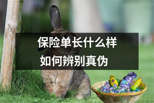 保险单长什么样 如何辨别真伪