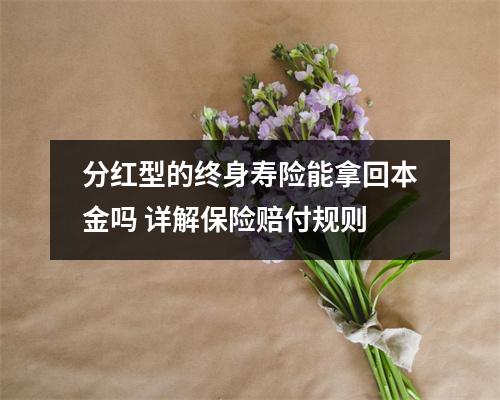 分红型的终身寿险能拿回本金吗 详解保险赔付规则
