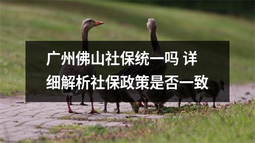 广州佛山社保统一吗 详细解析社保政策是否一致