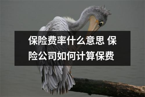 保险费率什么意思 保险公司如何计算保费