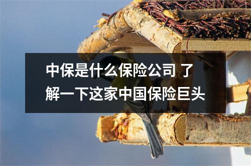 中保是什么保险公司 了解一下这家中国保险巨头