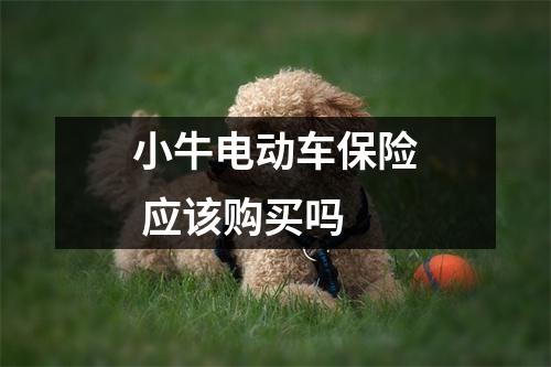 小牛电动车保险 应该购买吗