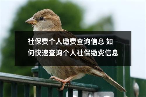 社保费个人缴费查询信息 如何快速查询个人社保缴费信息