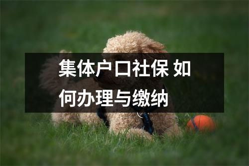 集体户口社保 如何办理与缴纳