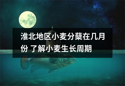 淮北地区小麦分蘖在几月份 了解小麦生长周期
