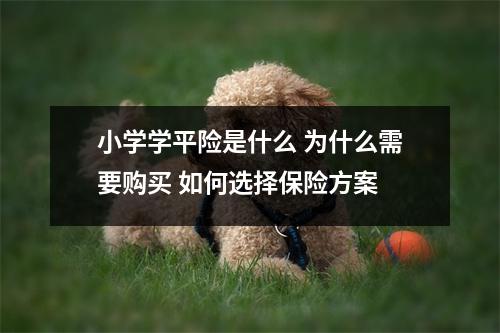小学学平险是什么 为什么需要购买 如何选择保险方案