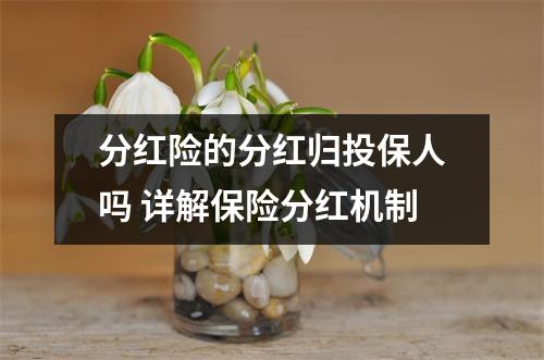 分红险的分红归投保人吗 详解保险分红机制