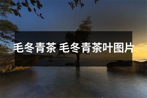 毛冬青茶 毛冬青茶叶图片
