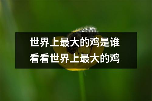 世界上最大的鸡是谁 看看世界上最大的鸡