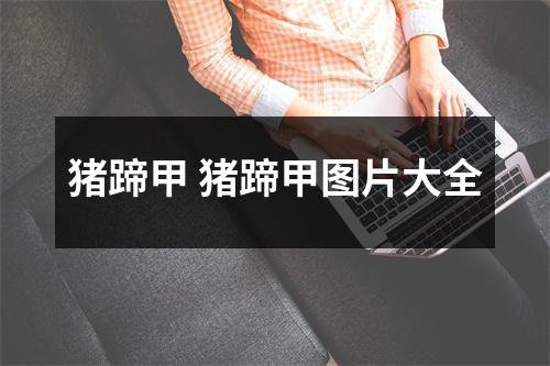 猪蹄甲 猪蹄甲图片大全