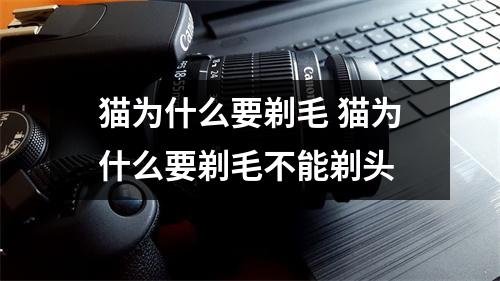 猫为什么要剃毛 猫为什么要剃毛不能剃头
