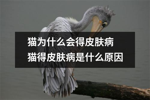 猫为什么会得皮肤病 猫得皮肤病是什么原因