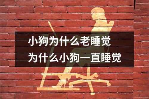 小狗为什么老睡觉 为什么小狗一直睡觉