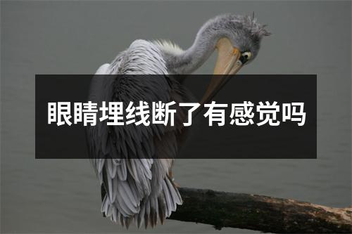 眼睛埋线断了有感觉吗