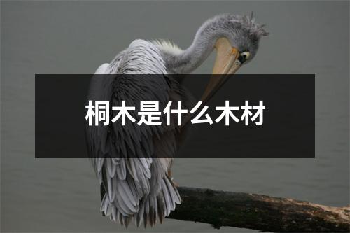 桐木是什么木材