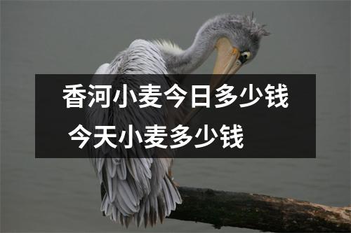 香河小麦今日多少钱 今天小麦多少钱