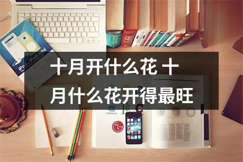 十月开什么花 十月什么花开得最旺
