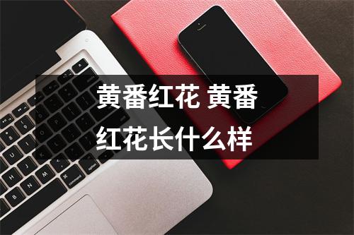 黄番红花 黄番红花长什么样