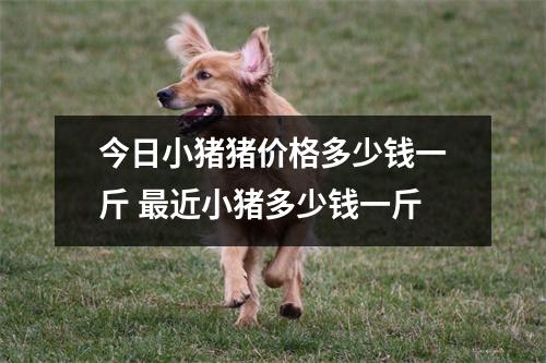 今日小猪猪价格多少钱一斤 最近小猪多少钱一斤