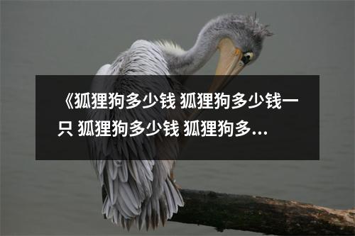 《狐狸狗多少钱 狐狸狗多少钱一只 狐狸狗多少钱 狐狸狗多少钱一只》