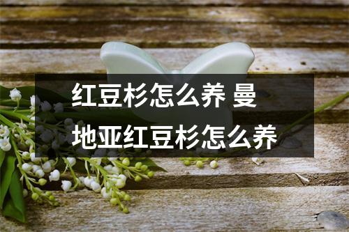 红豆杉怎么养 曼地亚红豆杉怎么养