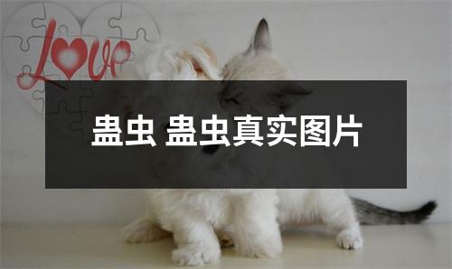 蛊虫 蛊虫真实图片