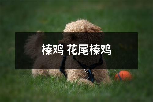 榛鸡 花尾榛鸡