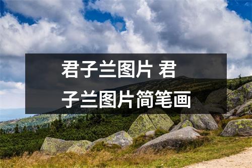 君子兰图片 君子兰图片简笔画