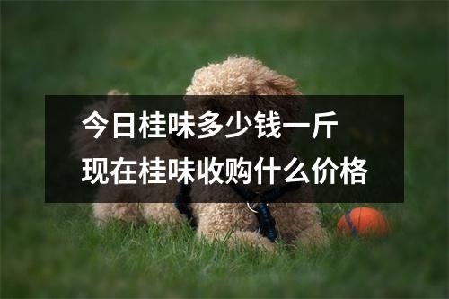 今日桂味多少钱一斤 现在桂味收购什么价格