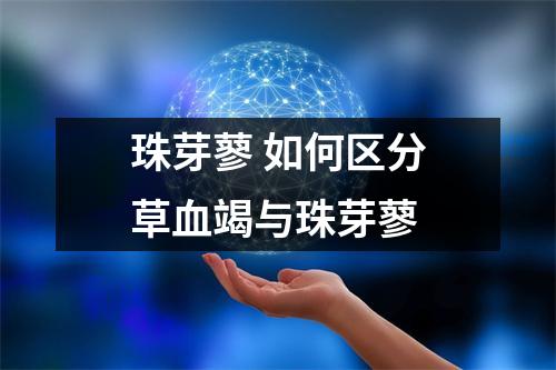 珠芽蓼 如何区分草血竭与珠芽蓼