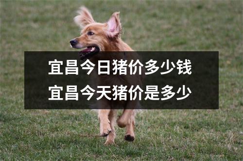 宜昌今日猪价多少钱 宜昌今天猪价是多少