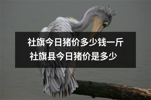 社旗今日猪价多少钱一斤 社旗县今日猪价是多少