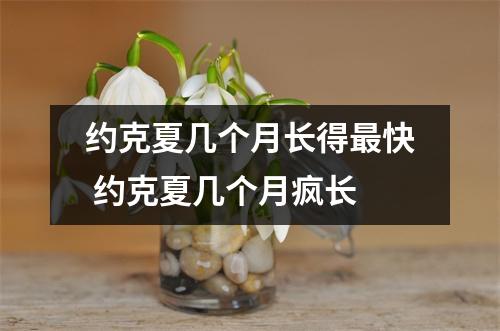 约克夏几个月长得最快 约克夏几个月疯长