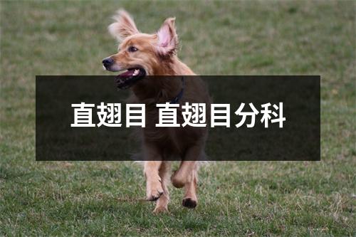 直翅目 直翅目分科