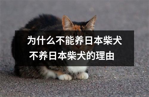 为什么不能养日本柴犬 不养日本柴犬的理由