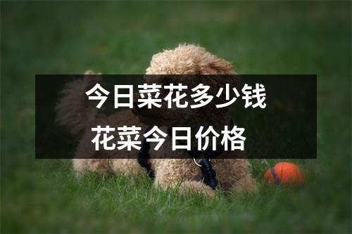 今日菜花多少钱 花菜今日价格