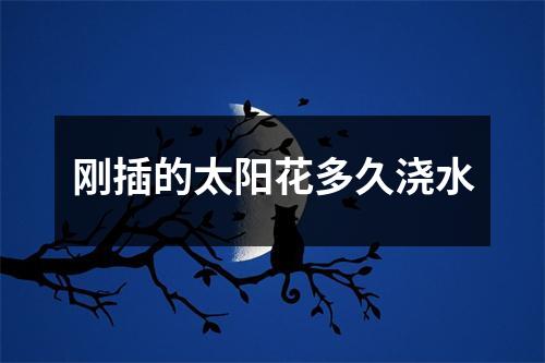 刚插的太阳花多久浇水