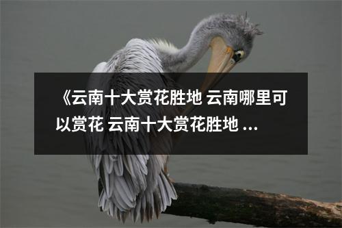 《云南十大赏花胜地 云南哪里可以赏花 云南十大赏花胜地 云南哪里可以赏花》