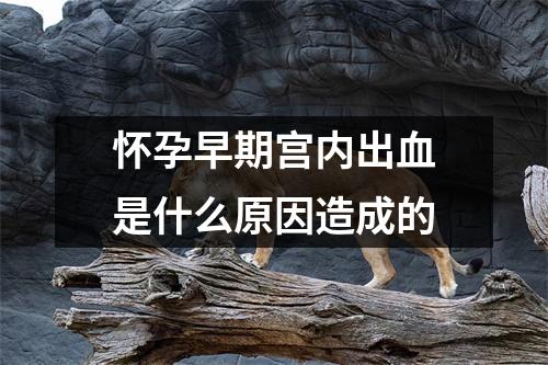 怀孕早期宫内出血是什么原因造成的