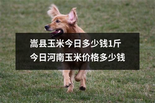 嵩县玉米今日多少钱1斤 今日河南玉米价格多少钱