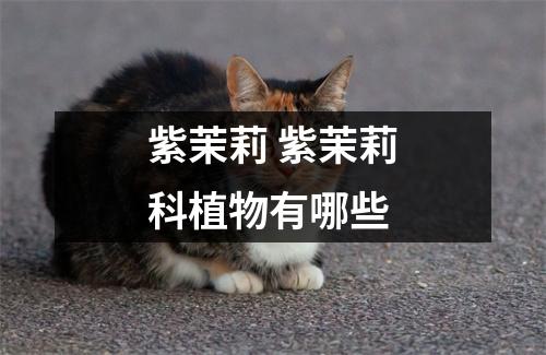 紫茉莉 紫茉莉科植物有哪些