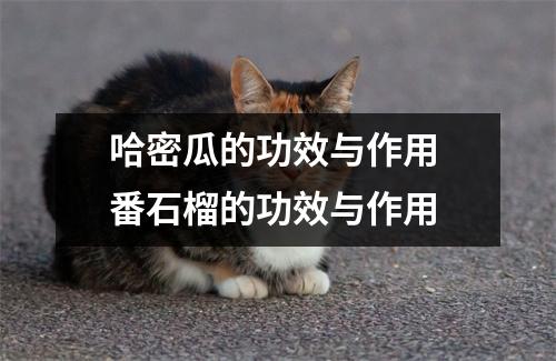 哈密瓜的功效与作用 番石榴的功效与作用