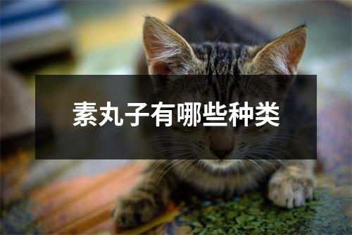 素丸子有哪些种类