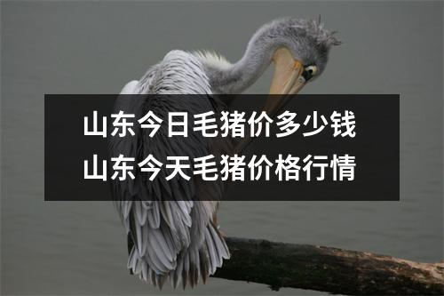 山东今日毛猪价多少钱 山东今天毛猪价格行情