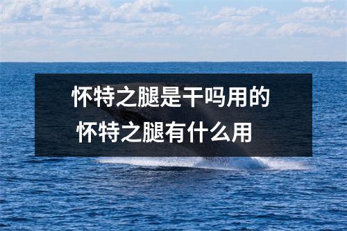 怀特之腿是干吗用的  怀特之腿有什么用