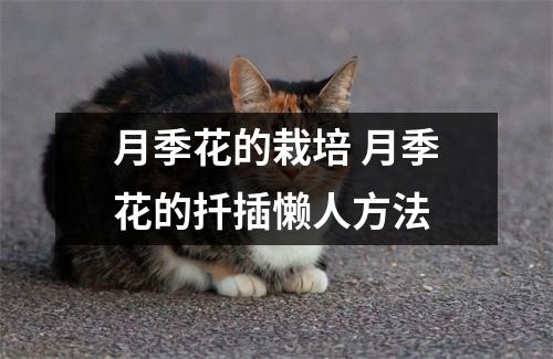 月季花的栽培 月季花的扦插懒人方法