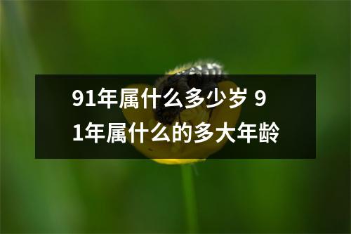 91年属什么多少岁 91年属什么的多大年龄