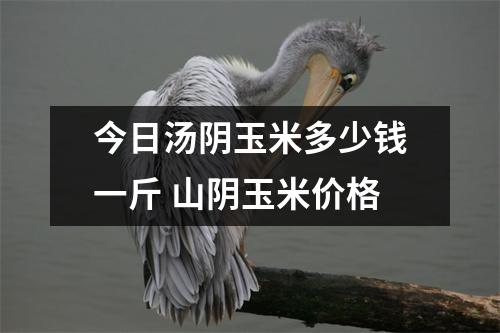 今日汤阴玉米多少钱一斤 山阴玉米价格