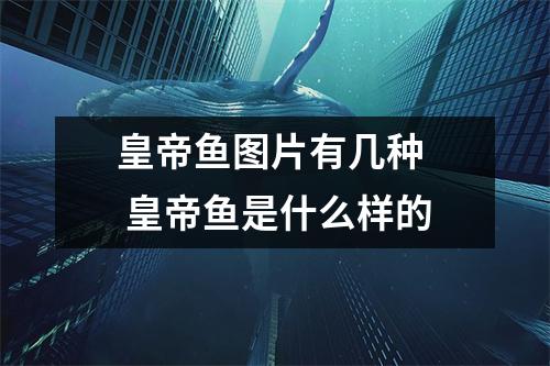 皇帝鱼图片有几种  皇帝鱼是什么样的