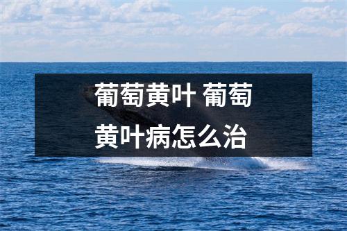 葡萄黄叶 葡萄黄叶病怎么治